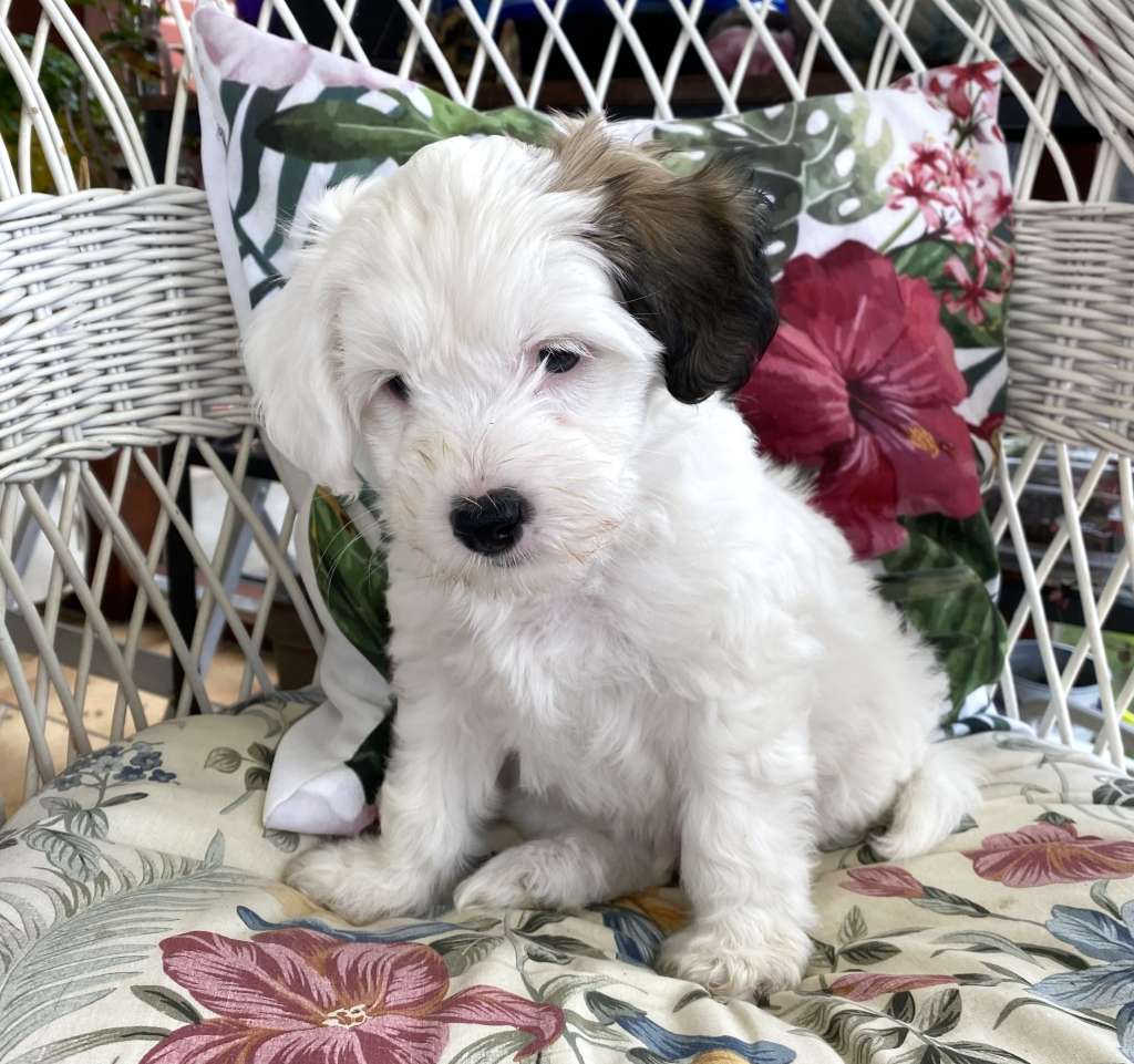 On The Top von Shinbashi