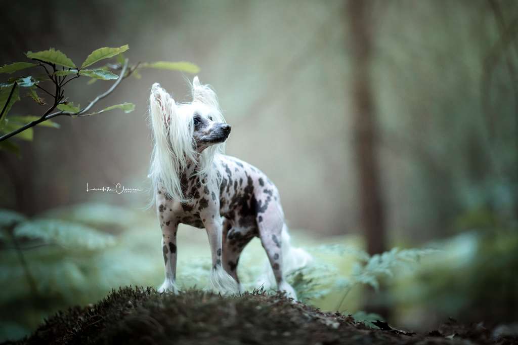 Havanna Little Champs