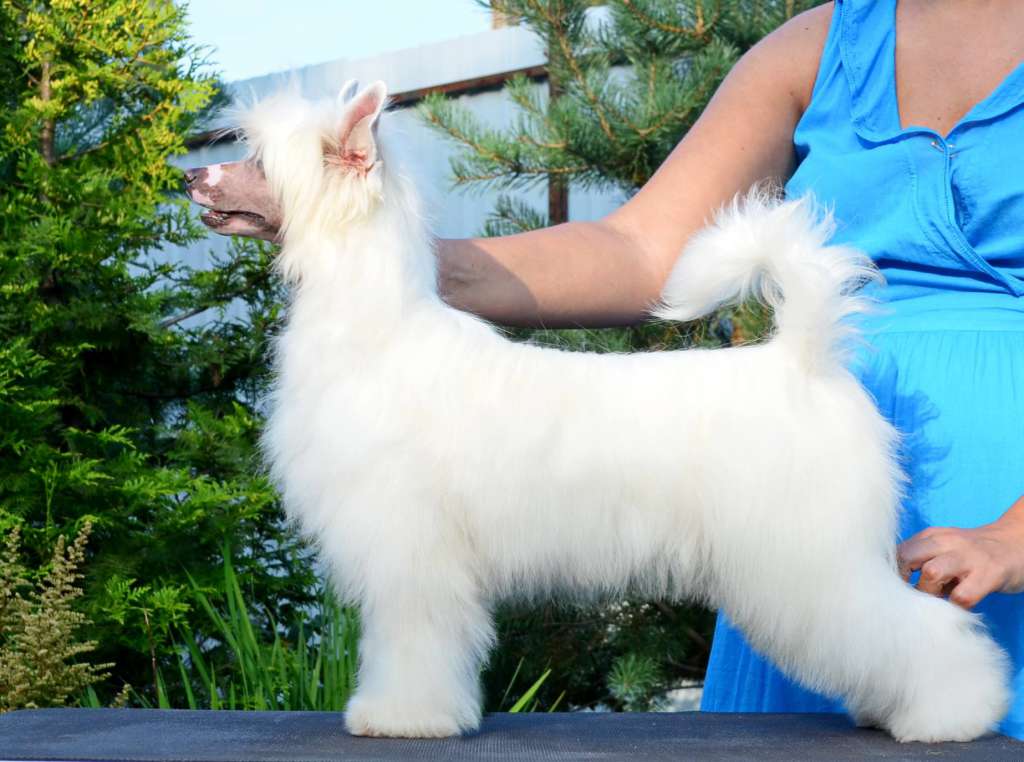 Etno Spirit Now & Forever