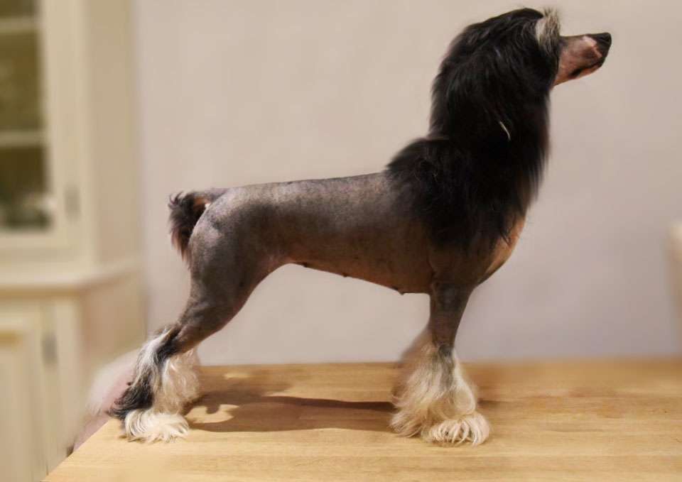 Jean Dark Material Girl