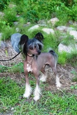 Lesmars Lets Play Possum THL