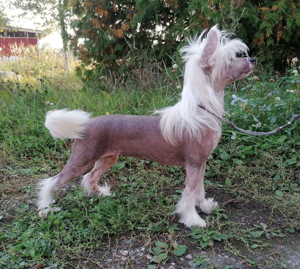 Stormblåstens Wailing Banshee