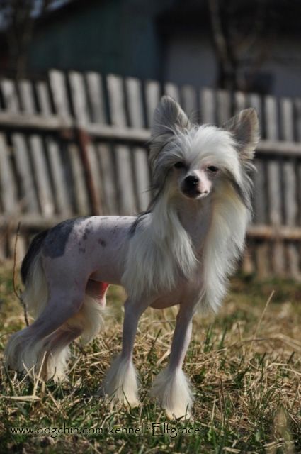 Elfgrace Yulissa Randaur