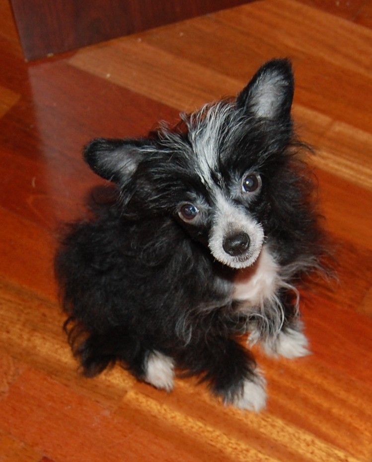 Wild Child Black Diamond