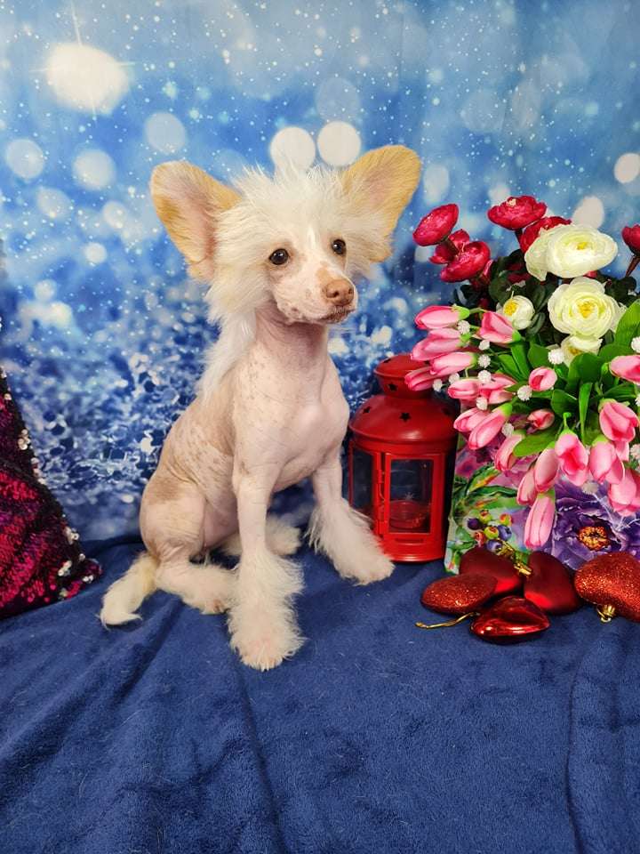 Imperatorskiy Kapriz Onega