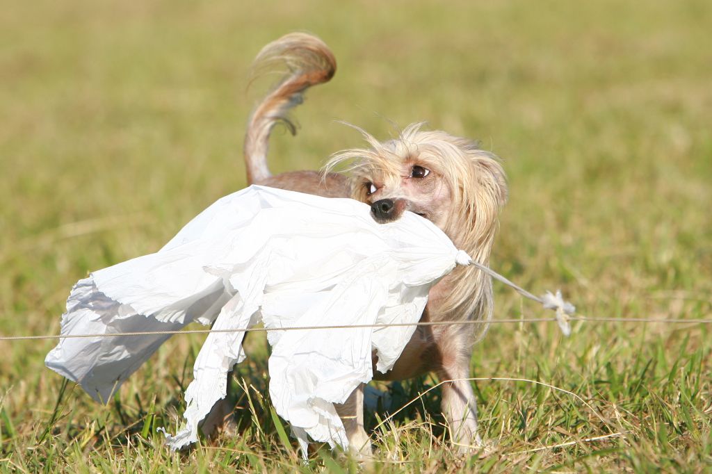 Gemstone Cinondra's Sheer Bliss, RN, GCG