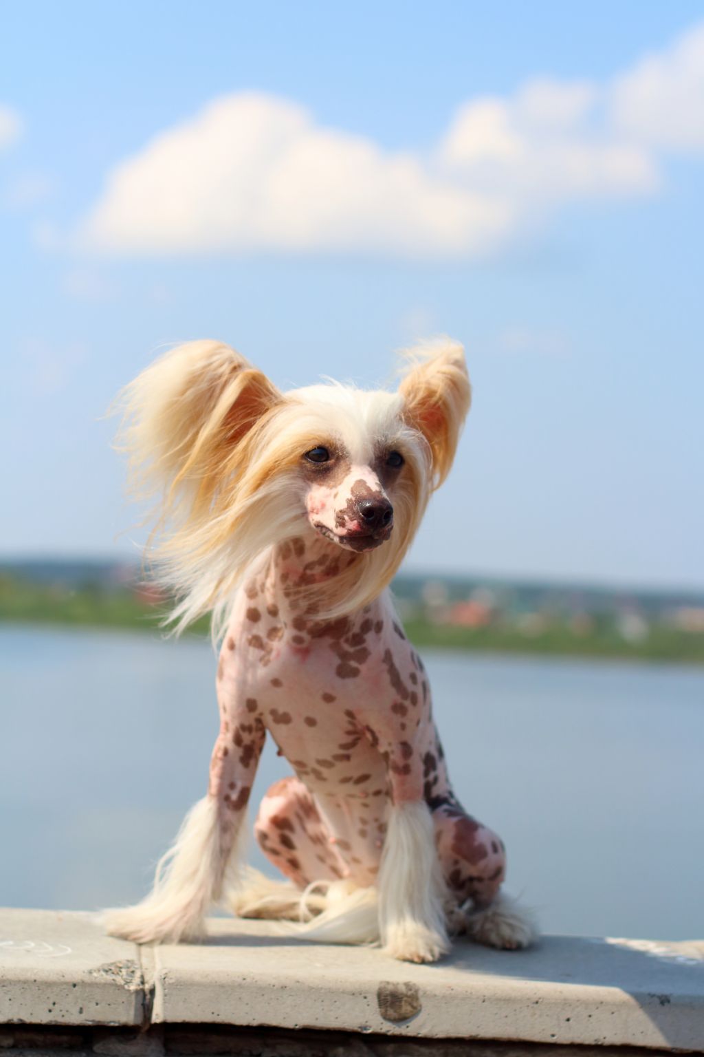 Irgen Gold  Syuzanna Snow