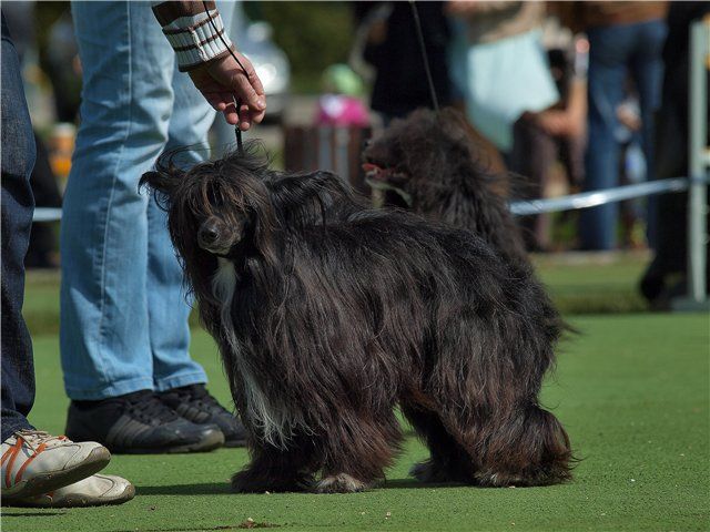 Goodwin Brainstorm Tang Of The Kanis 