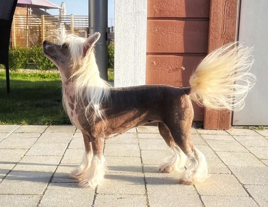 EXxiino's Crazy Taker Troublemaker