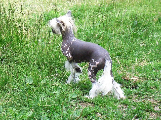 Apanach Of Gracecoast