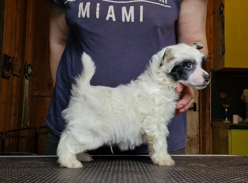 Apriori Vip Winter Tale