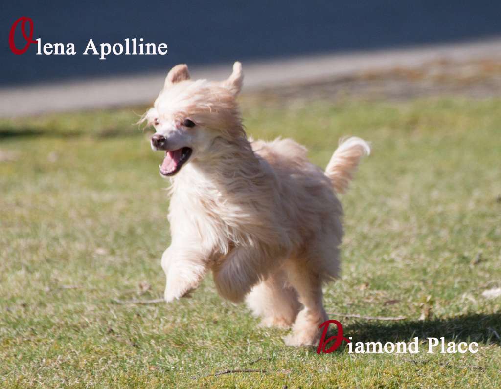 Olena Apolline Diamond Place