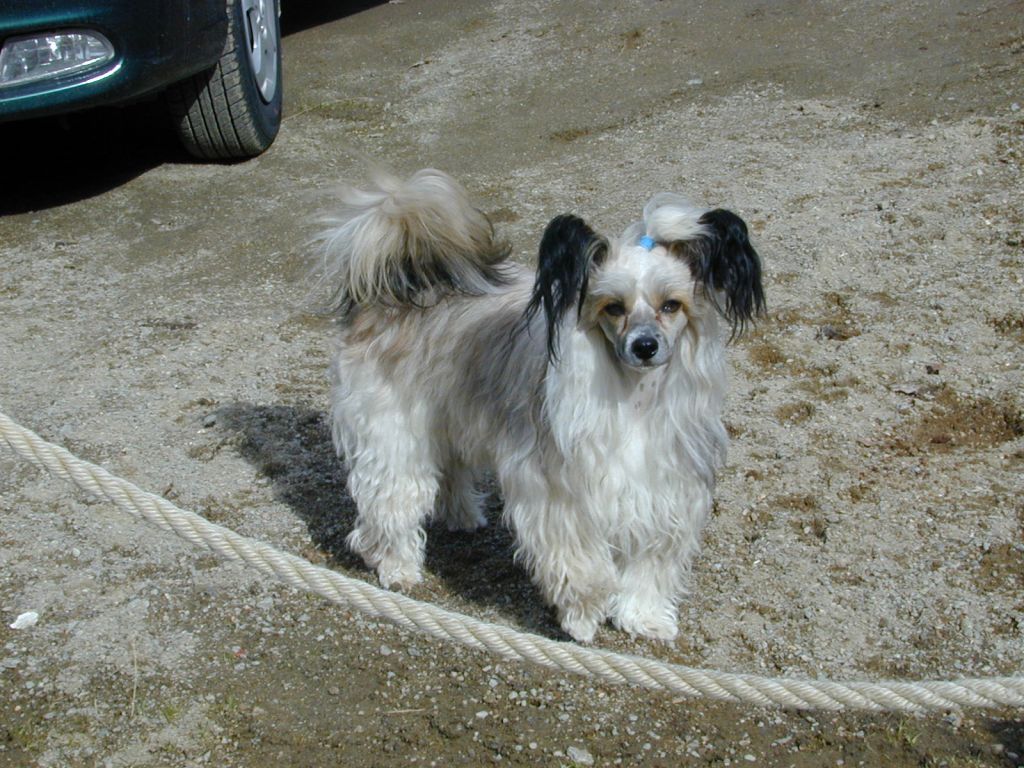 Trønderpia's Daily Darling 