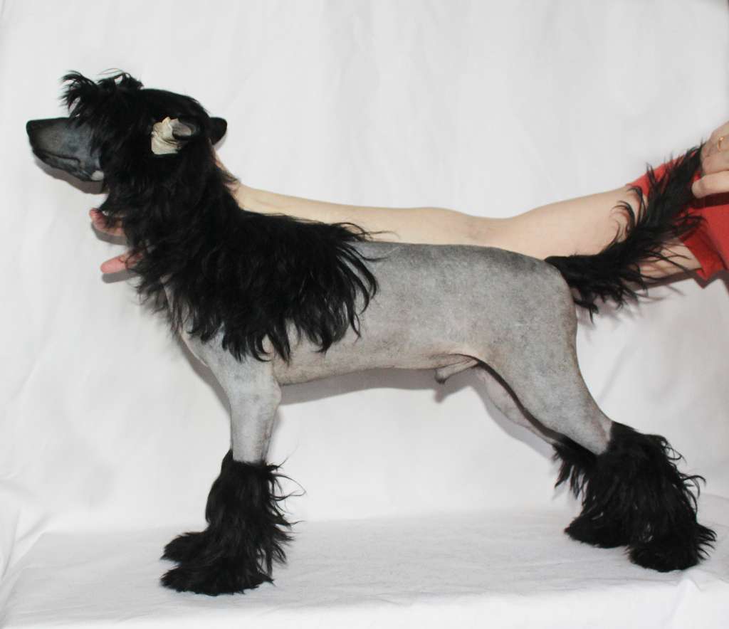 Charuyuschiy Soblazn Lasting .Achi