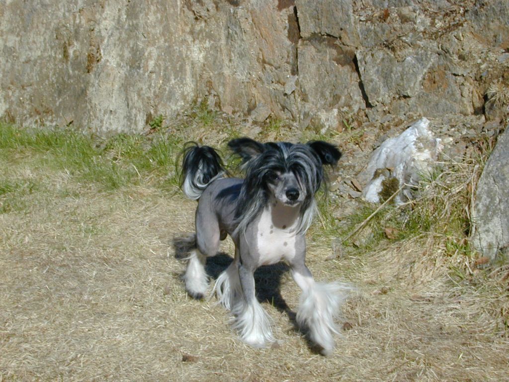 Trønderpia's Doble O' Seven