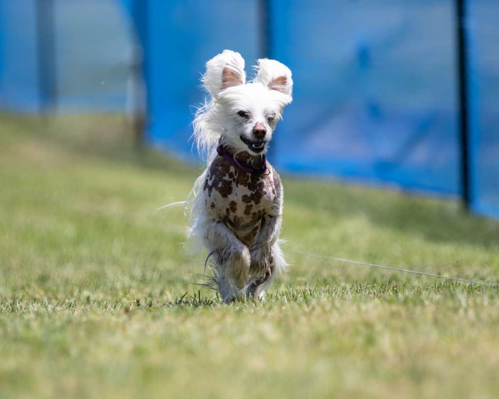 Silvercreeks Golden Allusion