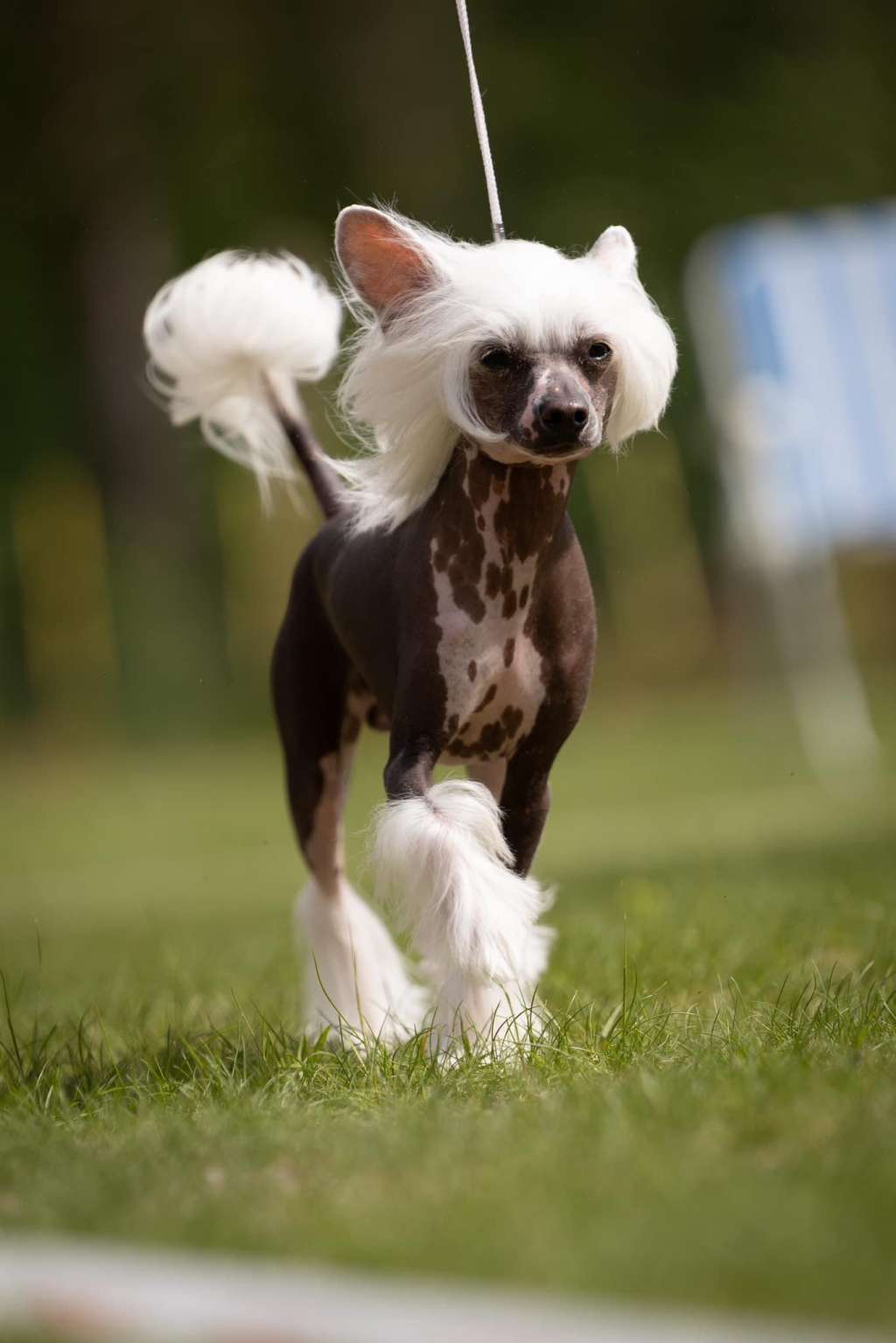 Joffers Birj Bombycilla