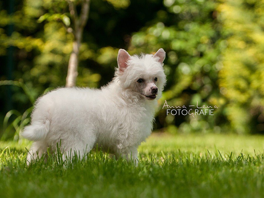 Little Rehma's Bo Bo