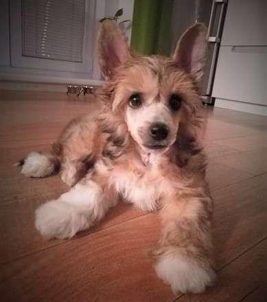 Izzy Stradlin Milfra-Moravia