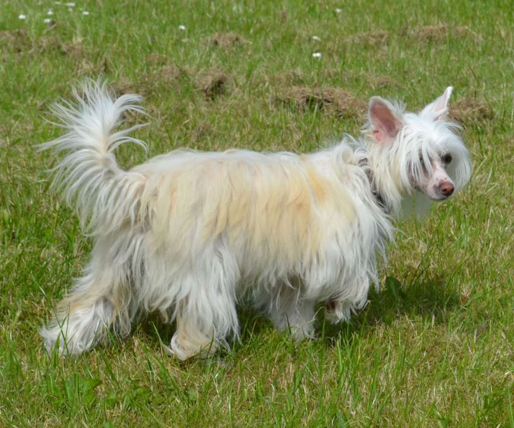 Crazy Little Diamond Mamma-Mia