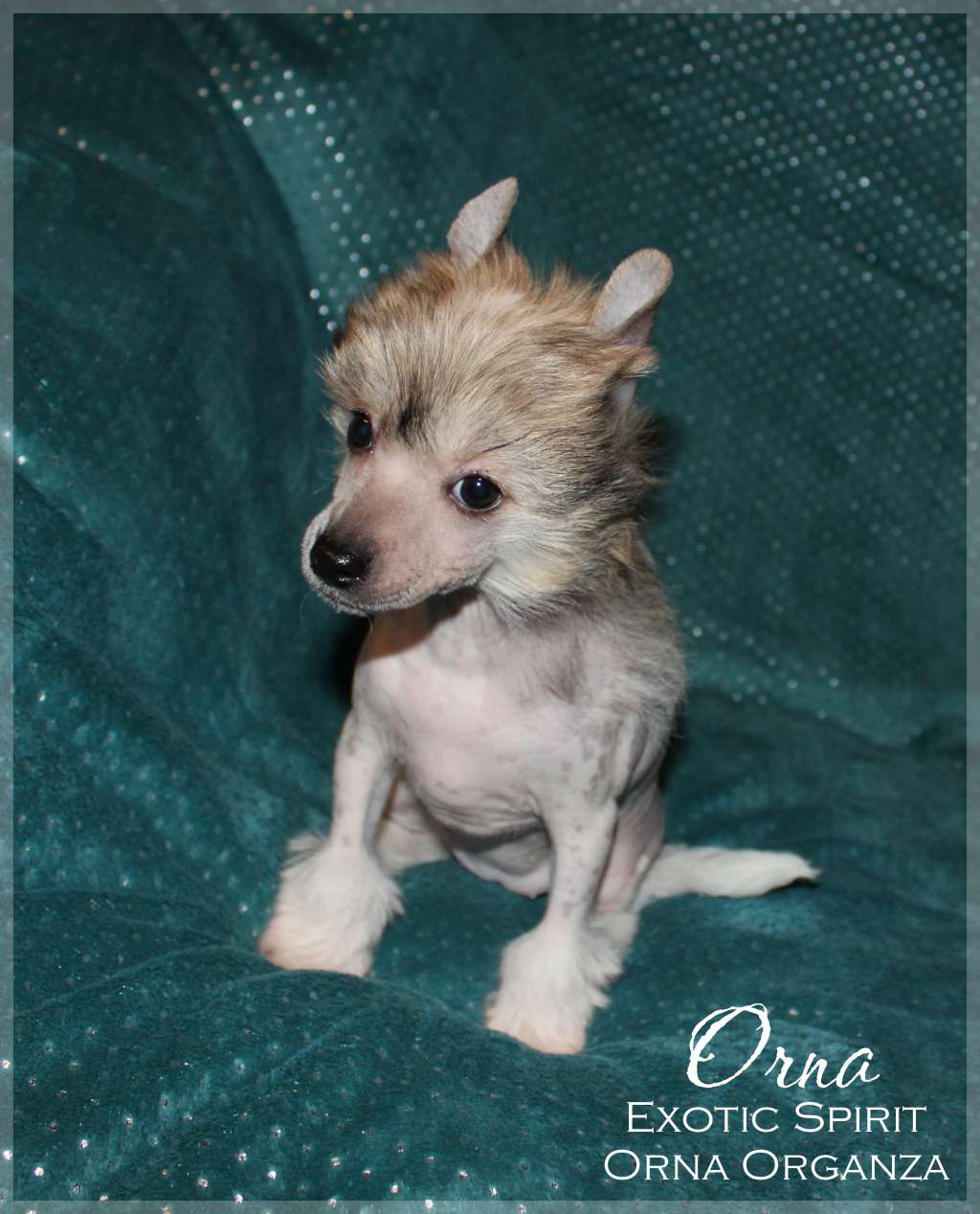 Exotic Spirit Orna Organza