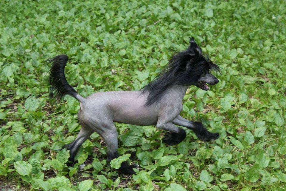 Limited Edition Bonus Westtai