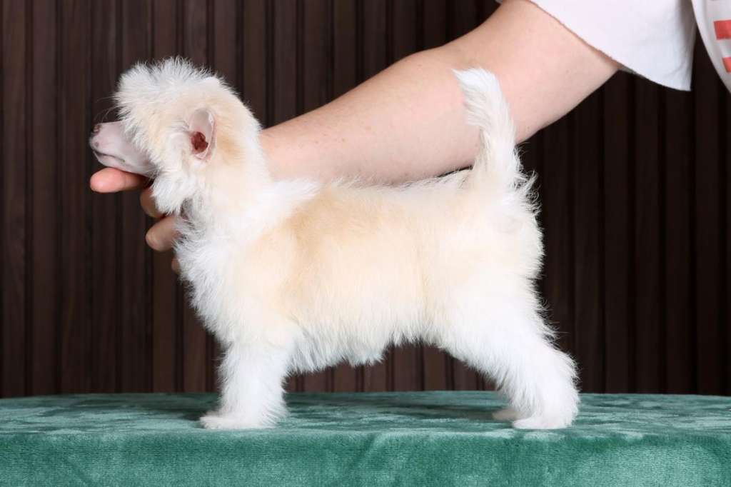 Incanto Del Mondo Limoncello Pallini