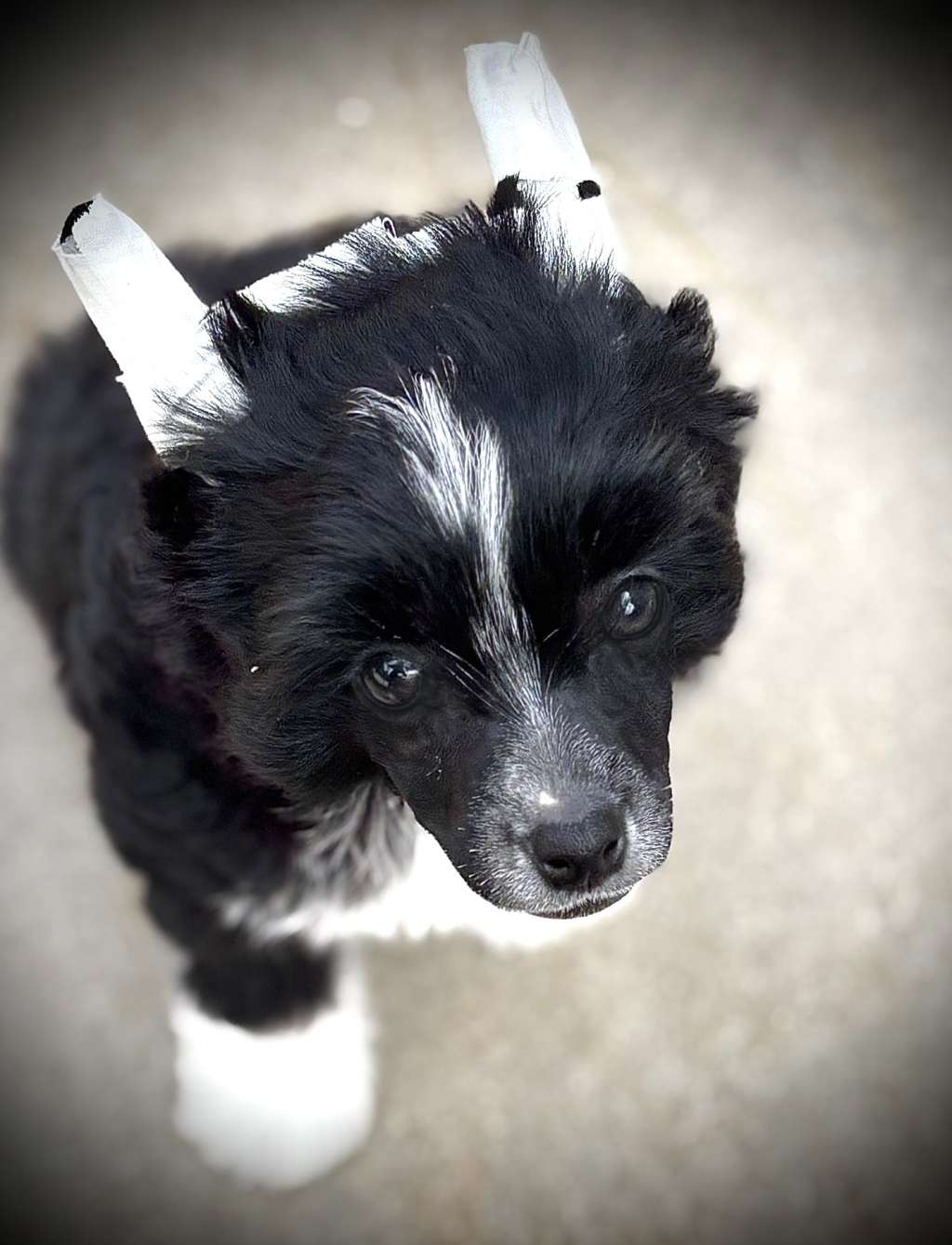 Gracieux Queen Of The Night