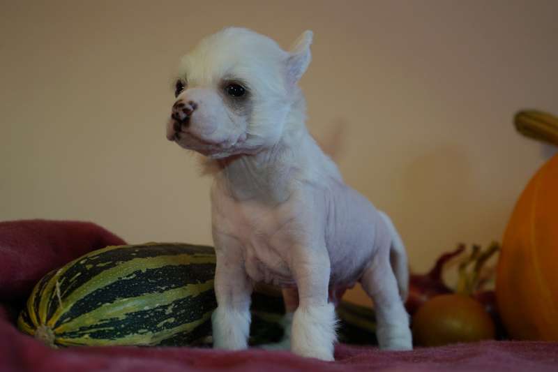 Sky Miracle Frisky Boy