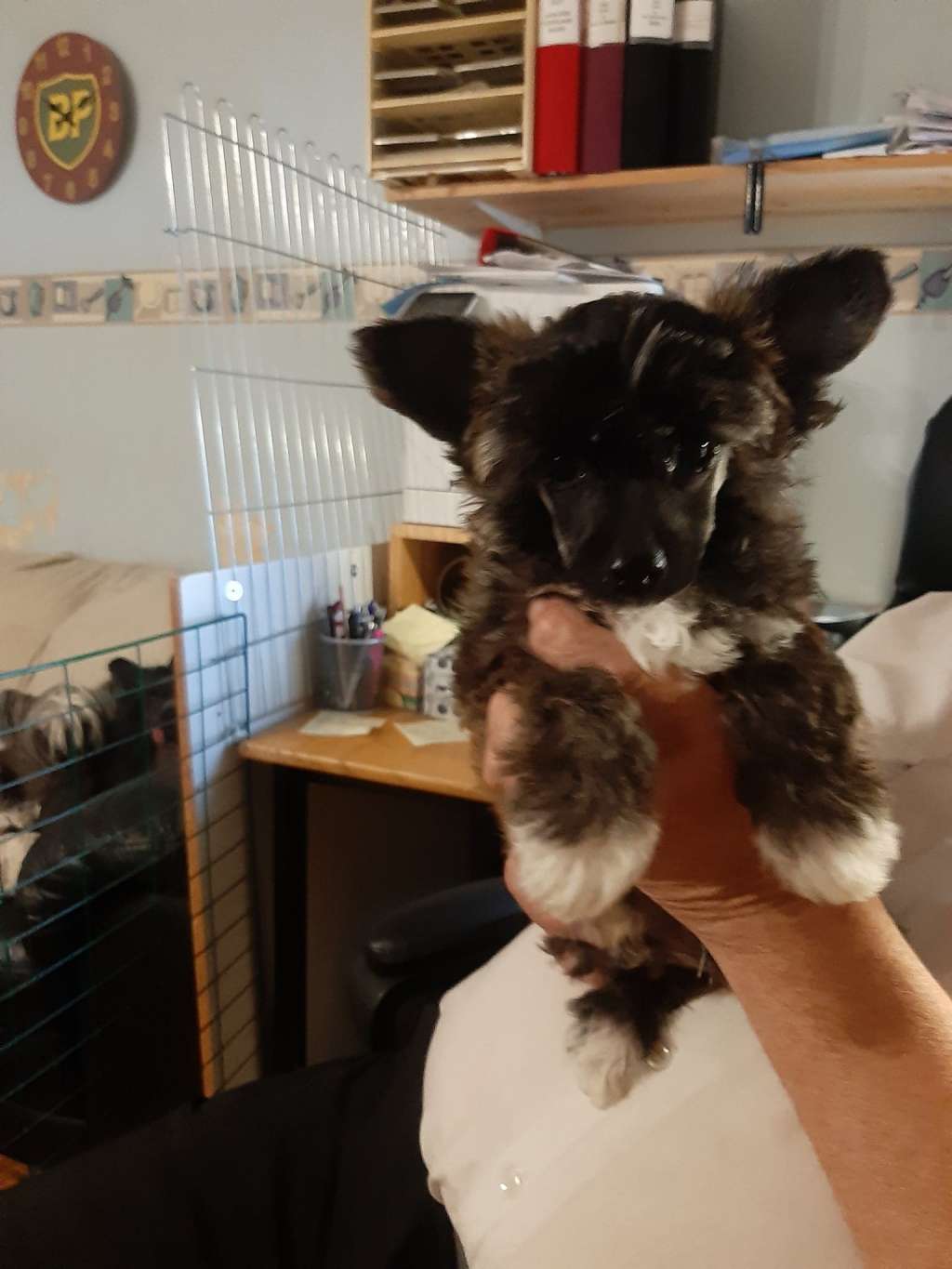 Beachcrest The Sand Pebbles