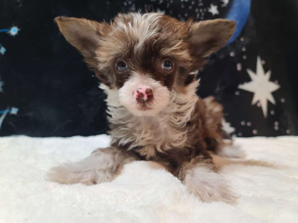 Long Haul's Double Stuffed Chocolate Cream Puff