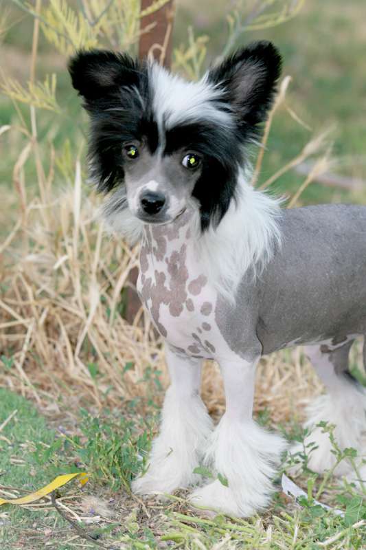 Romantic Fairy Tale Leo