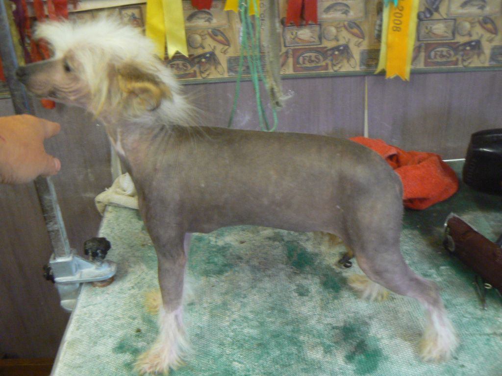 doucai Queen of the Night