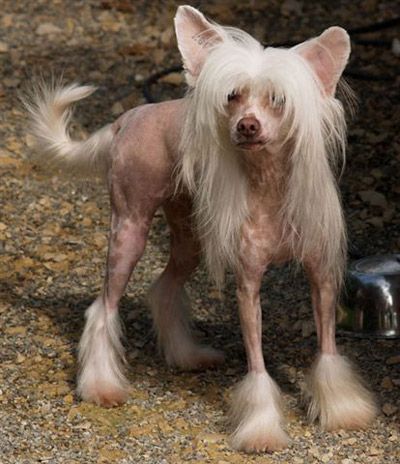 Dangerous mind von Shinbashi