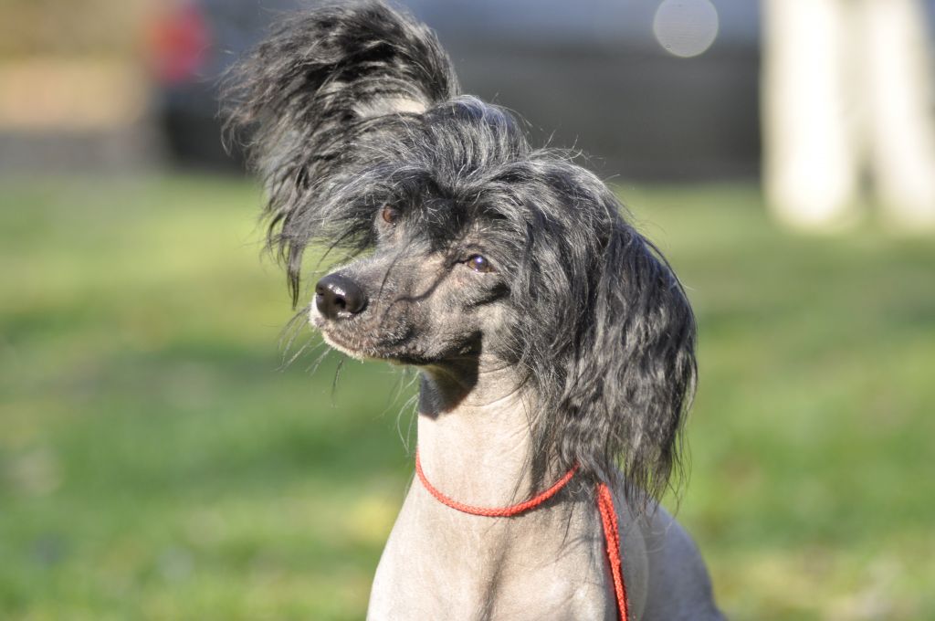 Mister Cazimir Adamant Minodora