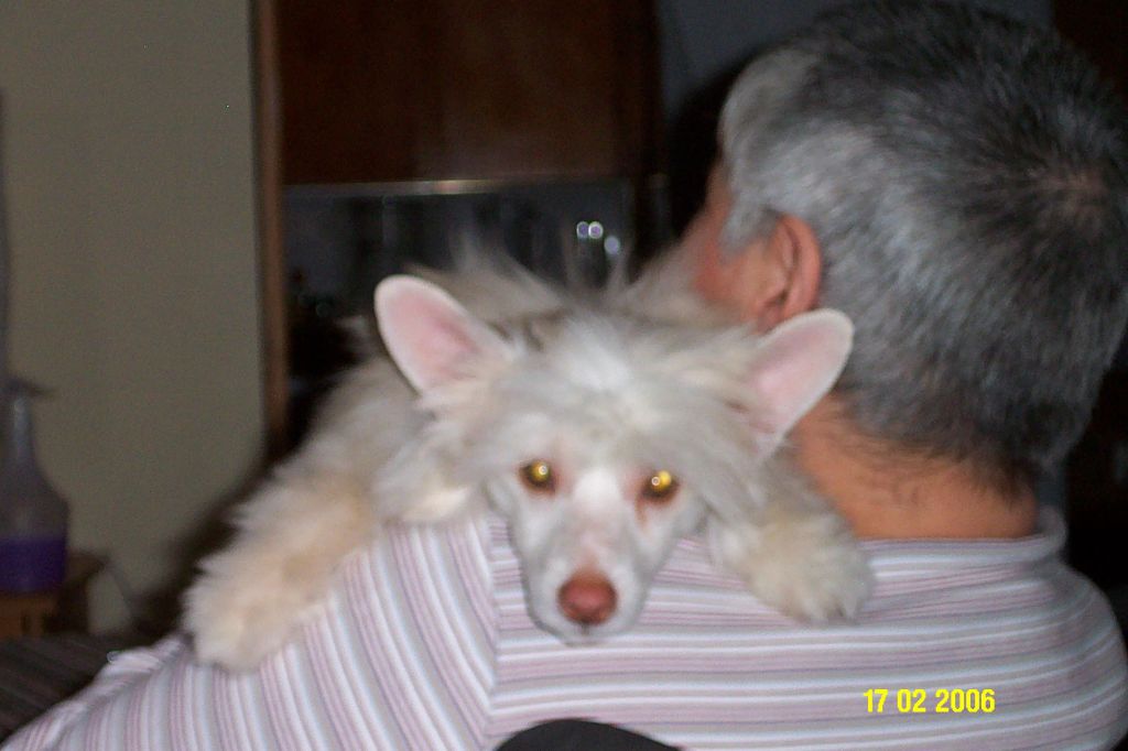 Orchid's Creampuff Dzydly Man