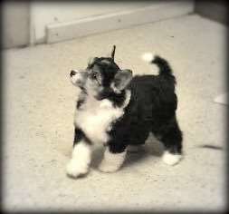 Glanore Mission Impuffable