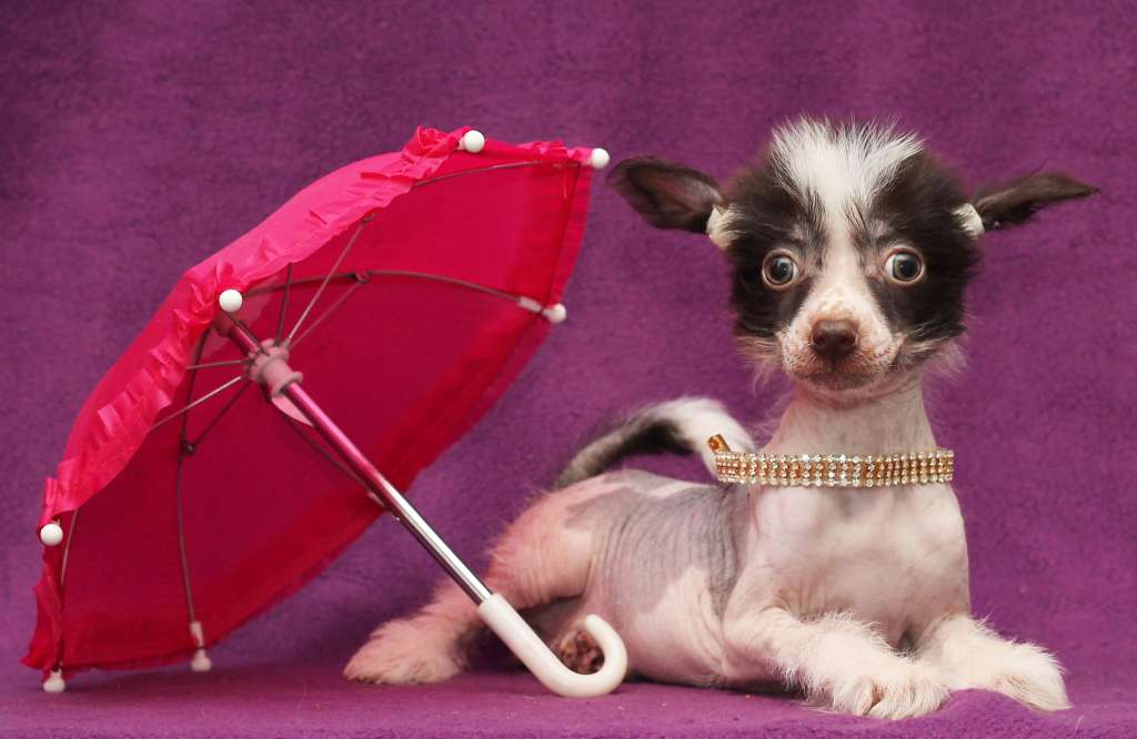 Lux Star Illada Negnost'