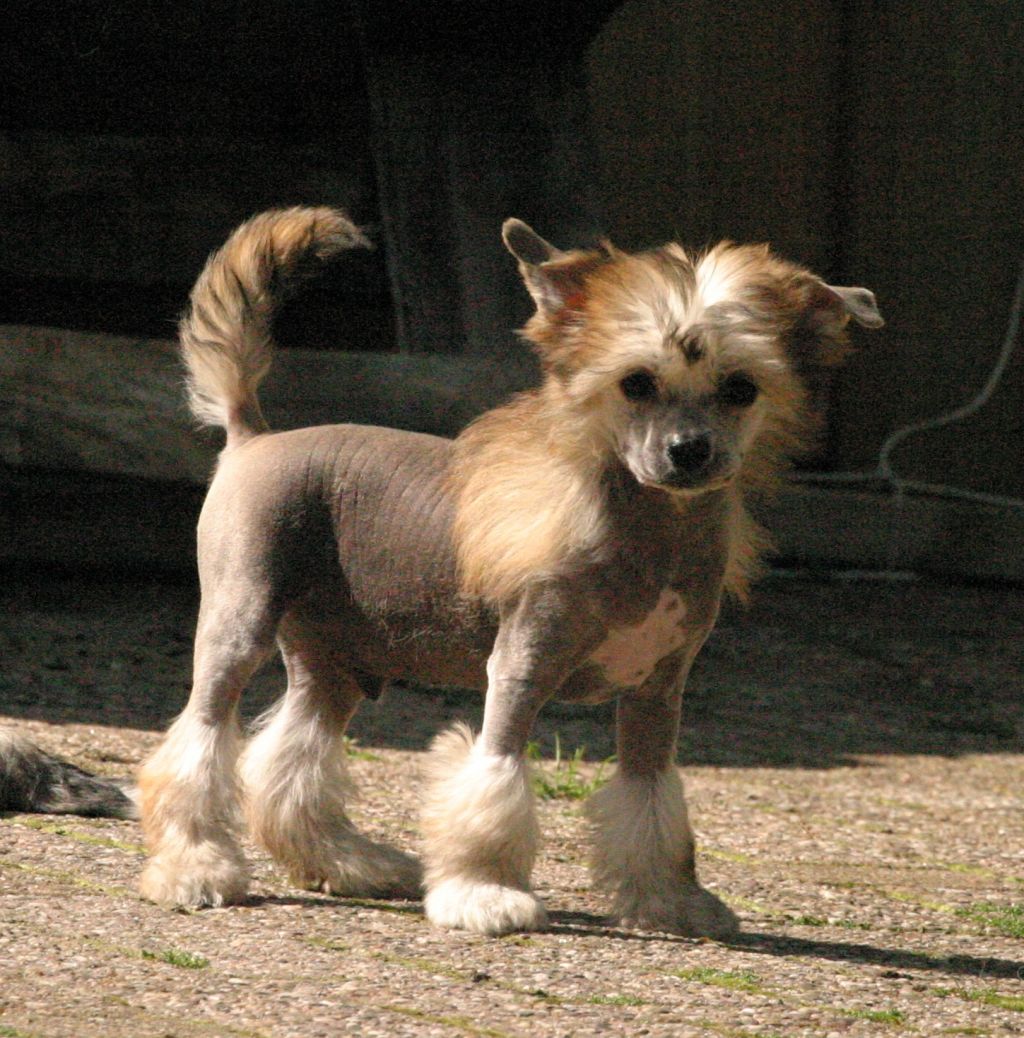 Happy Dancing Quarry Quest