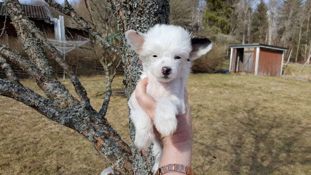 Tournais Lets Go Little Darling