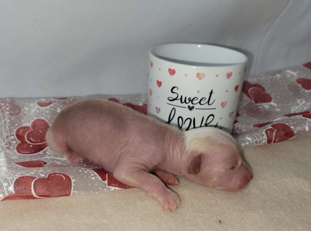 Moskito von Natelberg