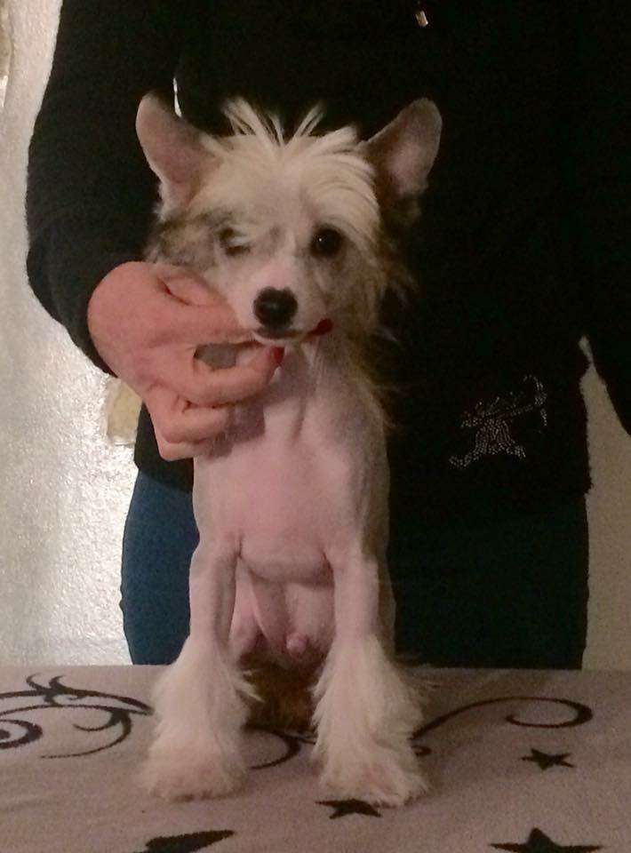 Napoleone di casa megi