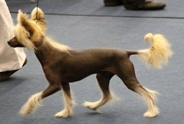 Egarito Lemo Milfra-Moravia