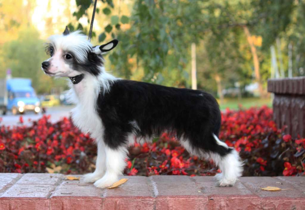 Charuyuschiy Soblazn  True Mister panda