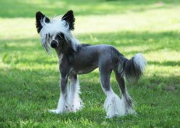 Orero Lovely Astika Veda