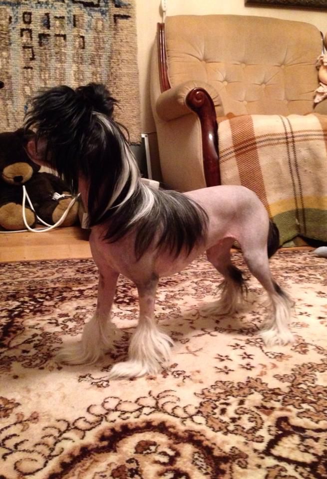 Black-Diva's Born To Rock