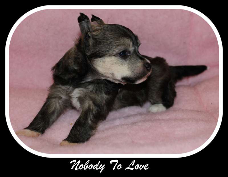 nobody to love du pavé de varennes