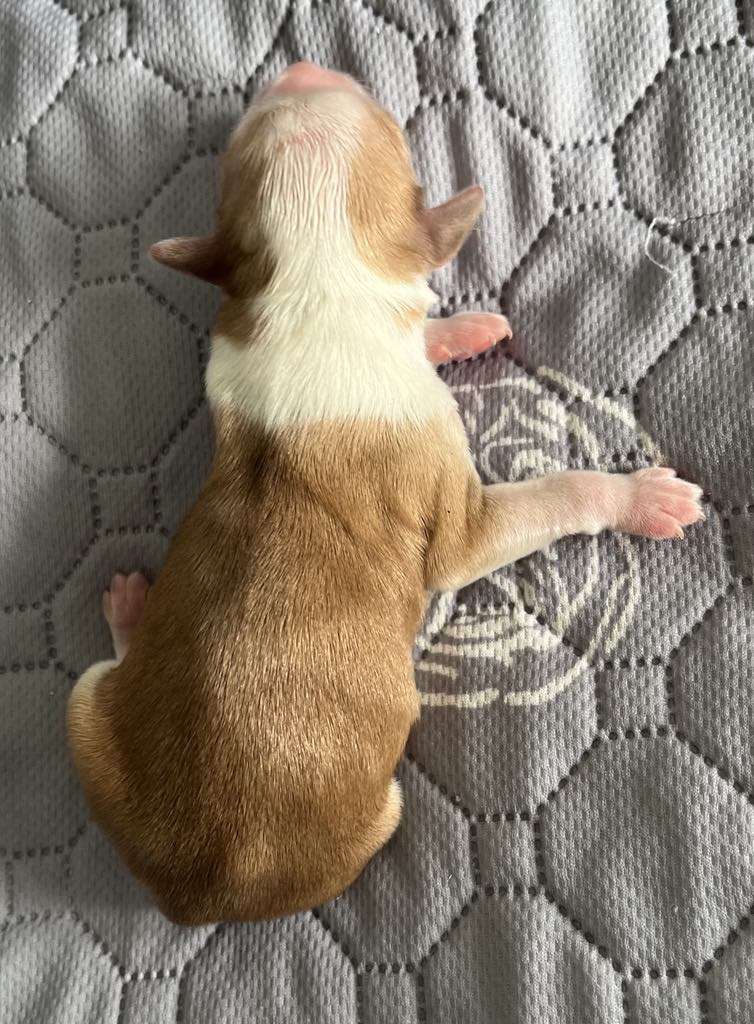 TnTcrested Dream catcher