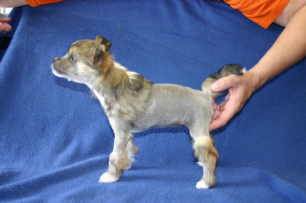 Laureola's Tutti Frutti