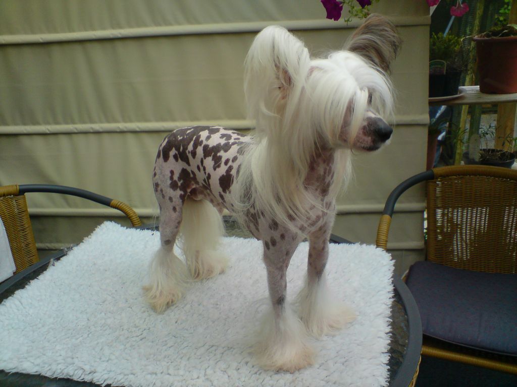 Ankors Harlequinn Hussey for Kevranna